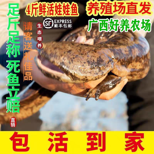 4斤一条养殖厂直供娃娃鱼鲜活食用活鱼大鲵苗水产淡水鱼顺丰包活