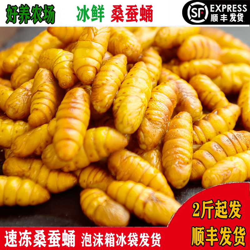 广西新鲜蚕蛹 自养桑蚕金丝蚕蛹特级茧蛹活体冷冻食用蝉蛹15元/斤