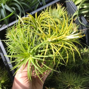 空气凤梨德鲁伊精灵群生花期植物懒人无土楠楠的空气凤梨