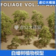 Foliage VOL.7 Ash UE5 Trees 写实白蜡树木绿植物模型素材