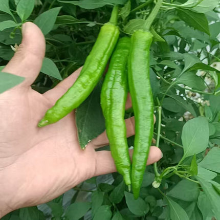 辣椒江西赣南农家新鲜采摘农村自种薄皮辣椒农家露天蔬菜露天