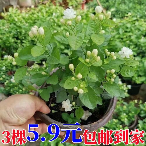 广西横县重瓣茉莉花苗盆栽特级浓香型老桩苗室内外花卉绿植