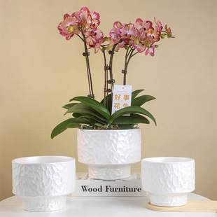 蝴蝶兰专用高端陶瓷花盆家用客厅轻奢高级北欧白色大号口径套花盆