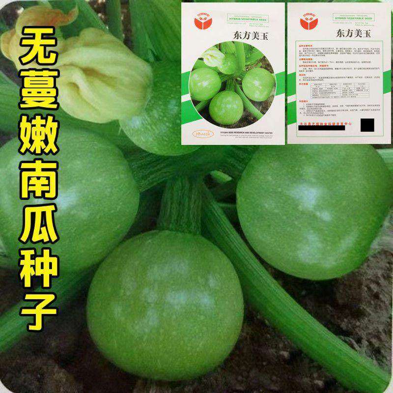 无蔓嫩南瓜种子早熟无藤短蔓小青瓜小南瓜农家庭院盆栽蔬菜种子,农用物资,蔬菜种子/种苗,淘宝优惠券,粉丝福利购,淘宝优惠卷