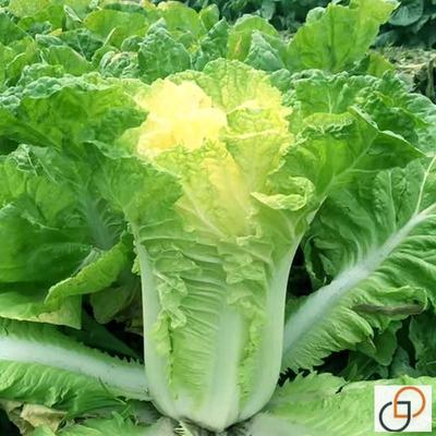 大黄心东北28斤白菜种子