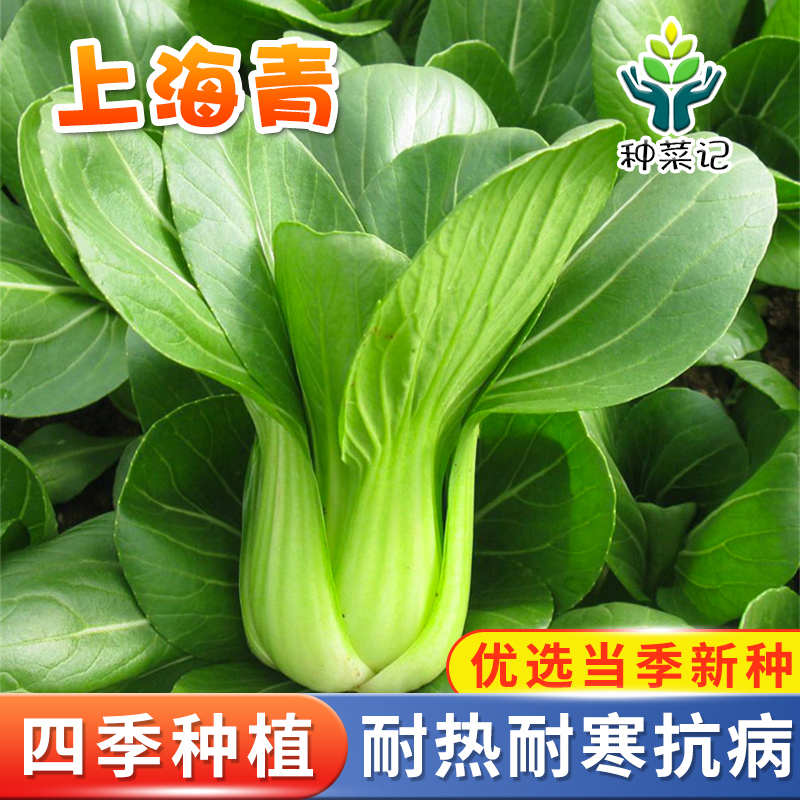 正宗上海青种子小青菜四季春季油菜种籽阳台庭院盆栽南方菜籽孑