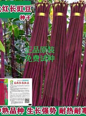 春秋红豆角种子紫色长豆角长豇豆高产耐热耐寒红色架豆角四季豆孑
