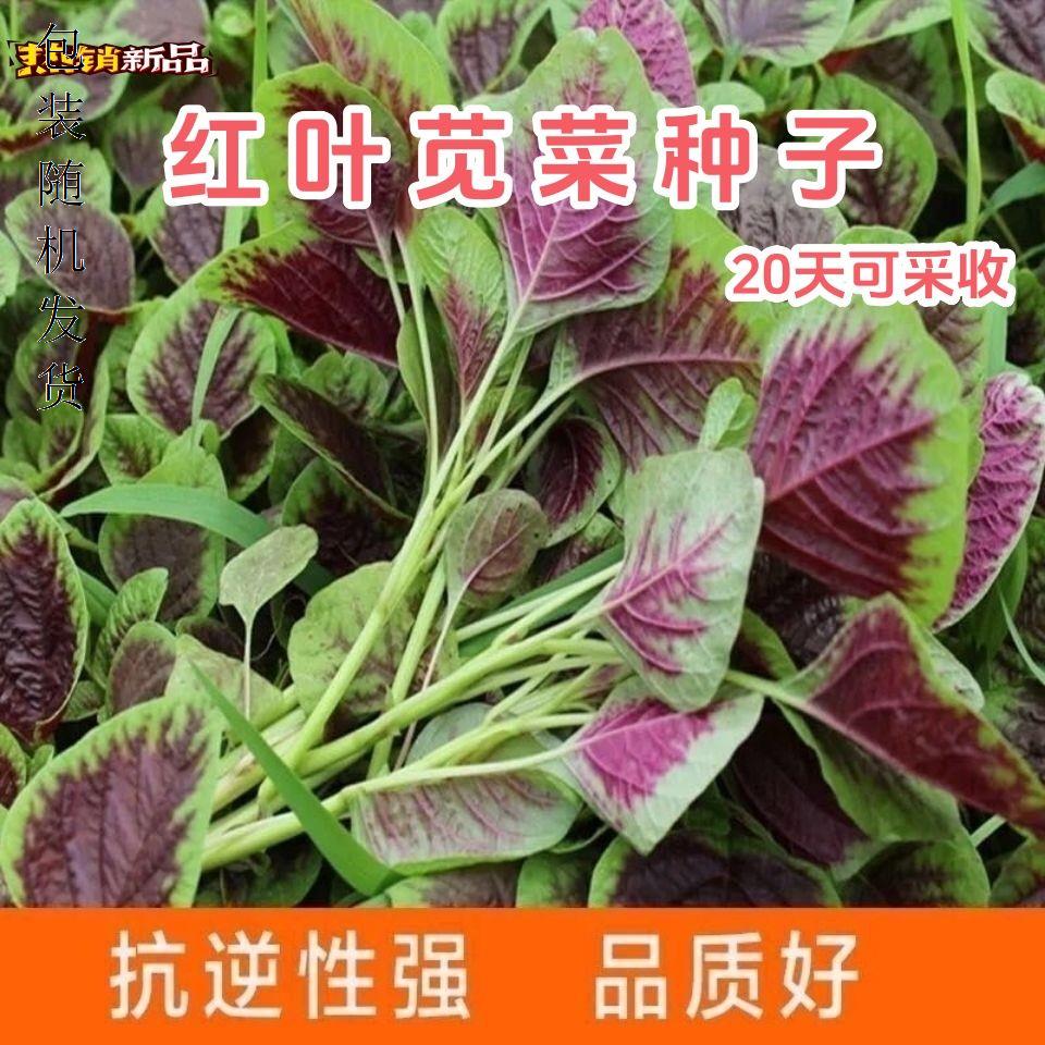 高产红圆叶苋菜种子汉四