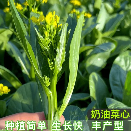 奶油菜心种子广东甜四季