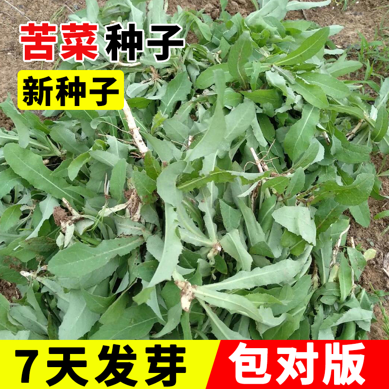苦菜种子种籽曲麻菜苦麦菜蔬菜四季菜盆栽籽种孑苦麦菜籽菜种春季