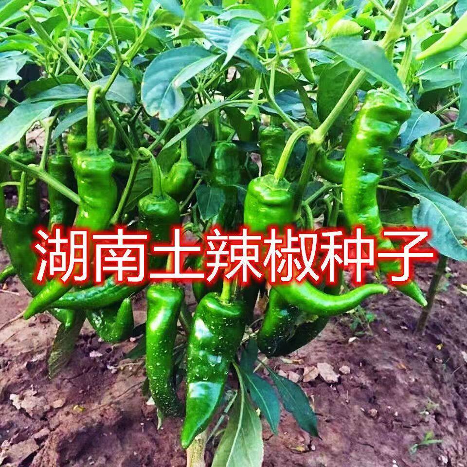 老品种土辣椒种子可留种