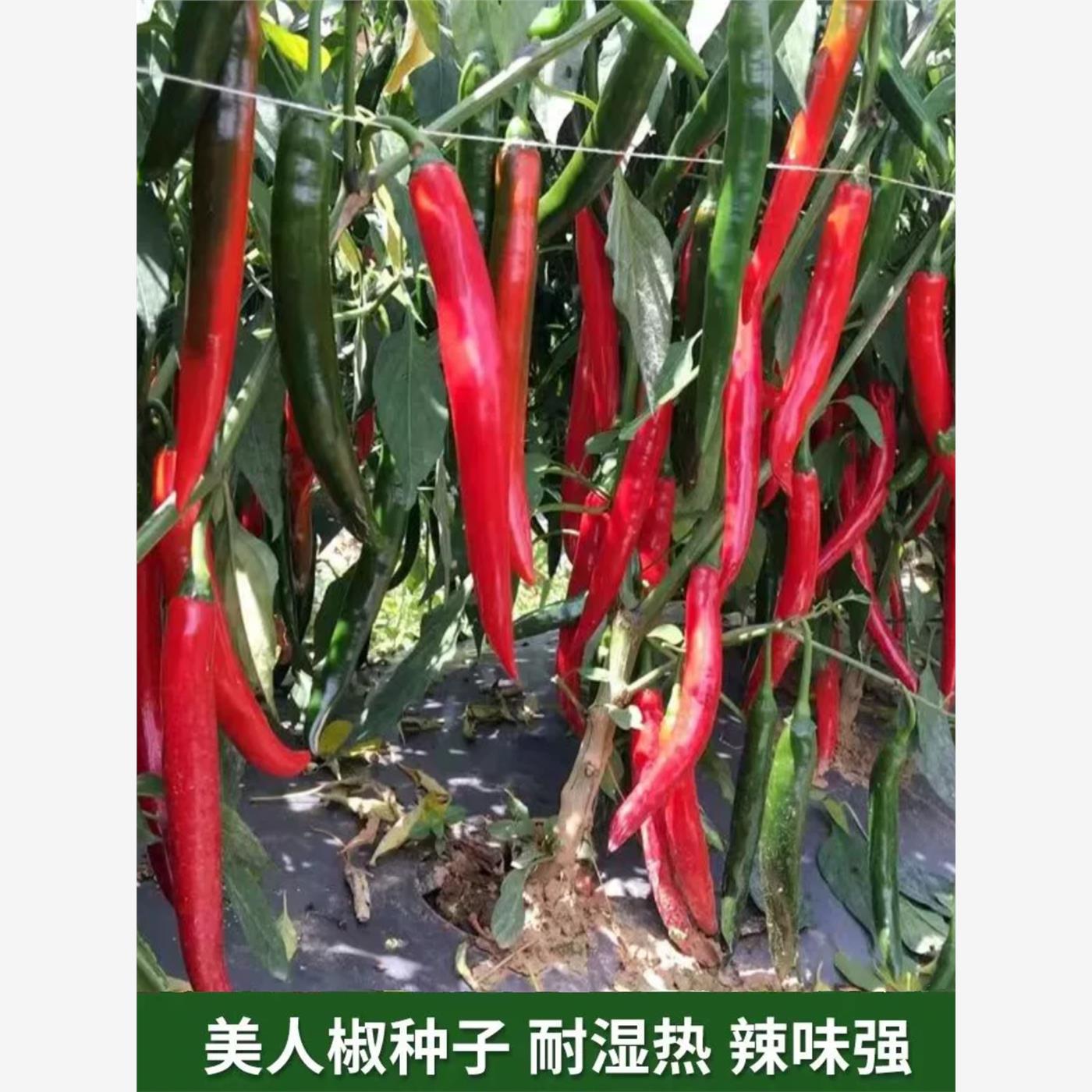 美人椒辣椒种子阳台易种