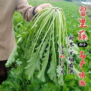 雪里红种子大叶细叶九头鸟雪里蕻阳台盆栽四季蔬菜 秋季雪菜种籽