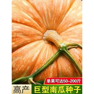 巨型南瓜大南瓜种子特大南瓜种籽太空南瓜庭院瓜果种子春秋种植