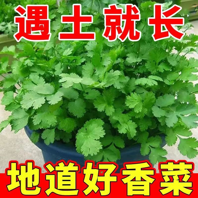 香菜种子农家老品种速生耐寒大叶小叶趴地紫杆香菜籽蔬菜种子大全