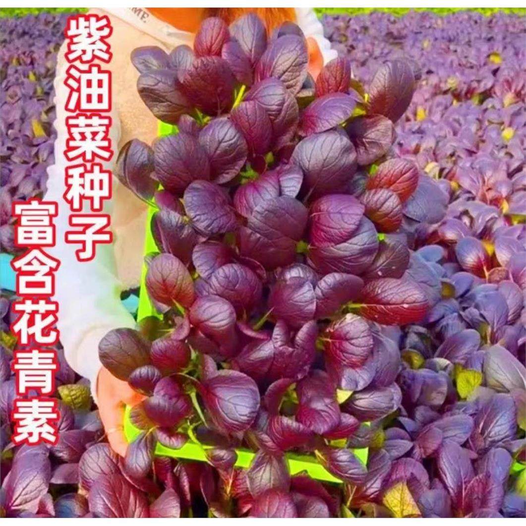 高产紫油菜种籽紫色油莱小白菜种子四季春秋季农家青菜南方蔬菜孑,农用物资,蔬菜种子/种苗,淘宝优惠券,粉丝福利购,淘宝优惠卷