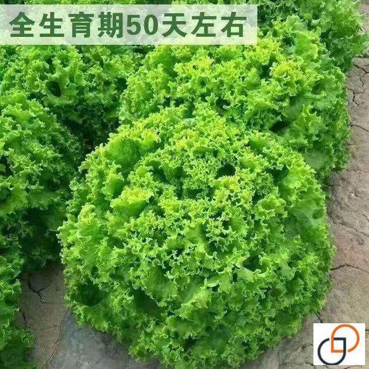 大速生菜种子四季播种生菜易种植可盆栽生吃高产蔬菜种子大全耐热,农用物资,蔬菜种子/种苗,淘宝优惠券,粉丝福利购,淘宝优惠卷