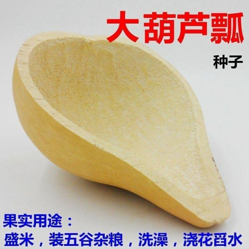 食用菜葫芦种子瓢葫芦种子早生圆瓠瓜种籽瓢葫芦可做水瓢蔬果种子