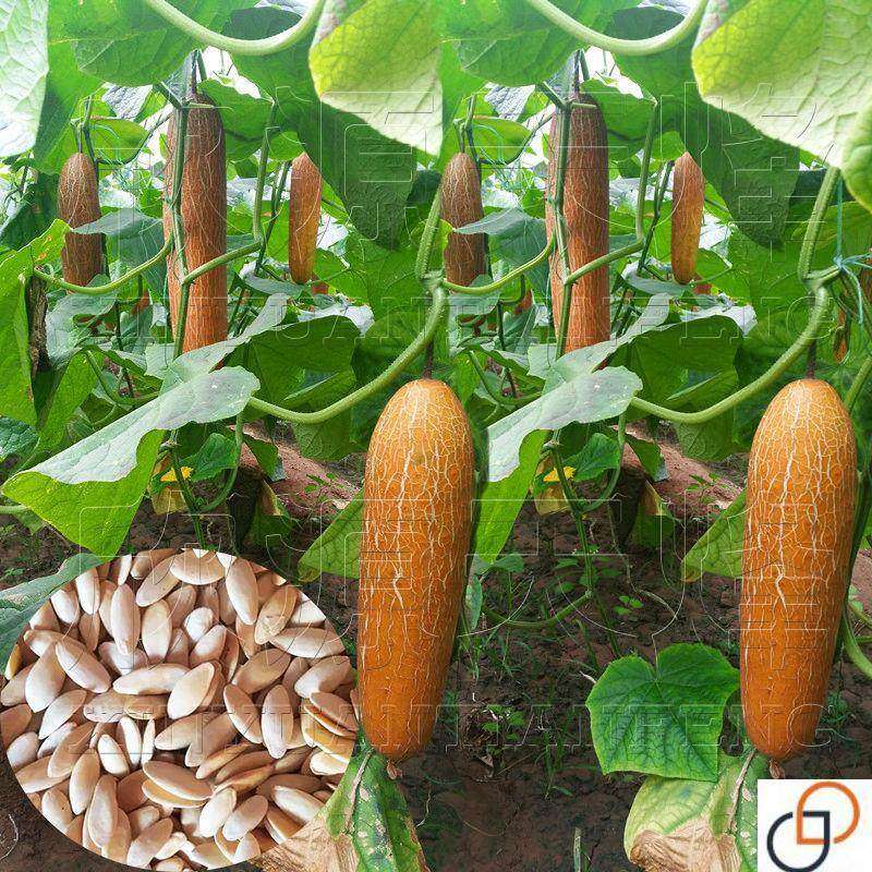 麻皮老黄瓜种子东北老黄瓜种子瓜果蔬菜粗壮麻纹果实可煲汤 拌菜,农用物资,蔬菜种子/种苗,淘宝优惠券,粉丝福利购,淘宝优惠卷