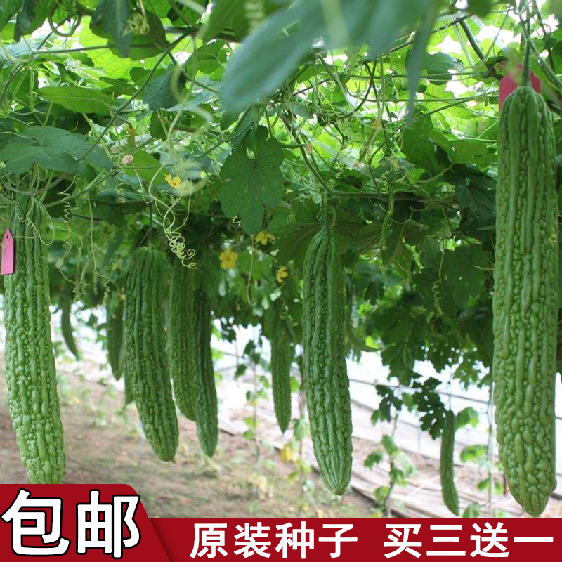 【种子】长绿苦瓜种子春秋冬季苦瓜苗四季春季蔬菜种孑苦瓜种籽