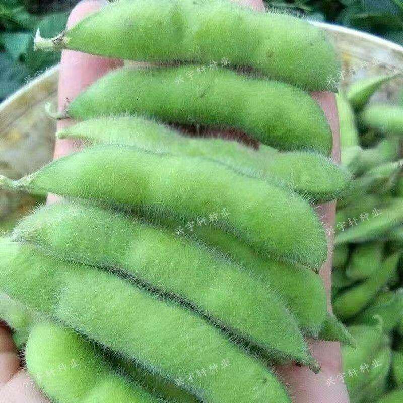 九月寒毛豆种子晚熟高产大粒绿宝石重阳豆种子菜毛豆新鲜种子大全,农用物资,蔬菜种子/种苗,淘宝优惠券,粉丝福利购,淘宝优惠卷