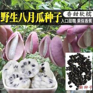 【今年新种】八月瓜种子四季种植庭院种植无籽八月瓜种八月炸种籽