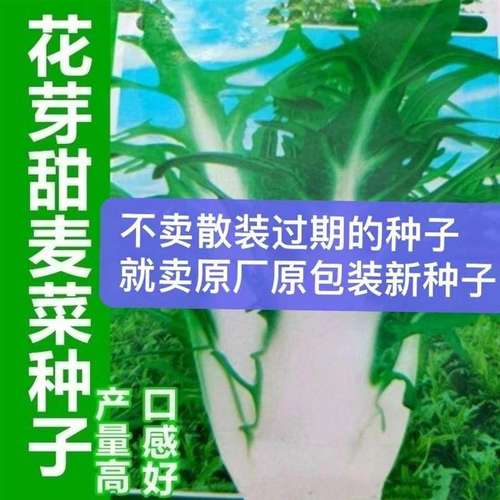 四季花芽甜麦菜种子苦麻