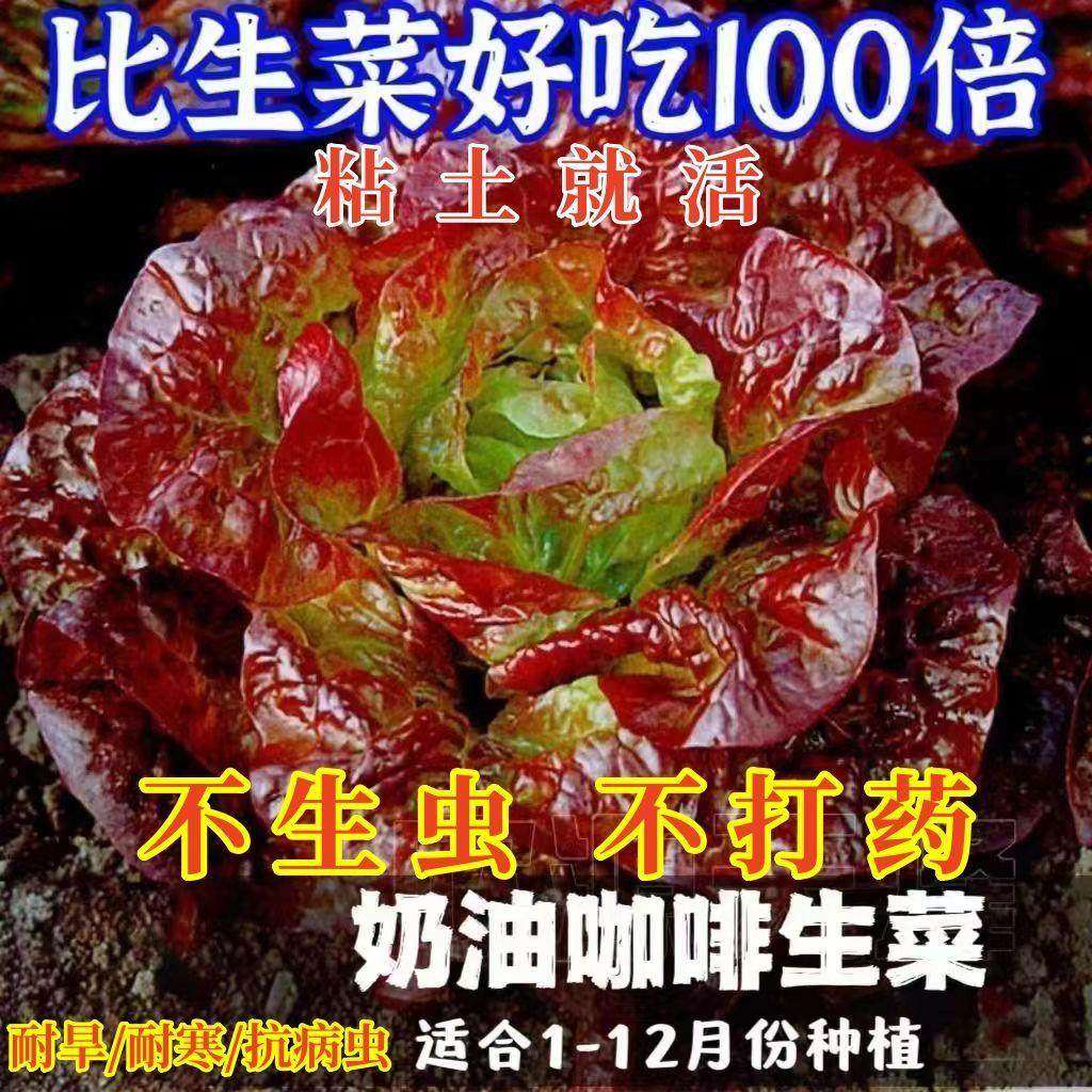 奶油咖啡生菜种子紫叶生菜种子球生菜西生菜四季庭院蔬菜种子大全,农用物资,蔬菜种子/种苗,淘宝优惠券,粉丝福利购,淘宝优惠卷