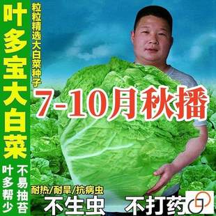 十八斤大白菜种子东北白菜籽四季叶多多大白菜抗病高产蔬菜白菜子
