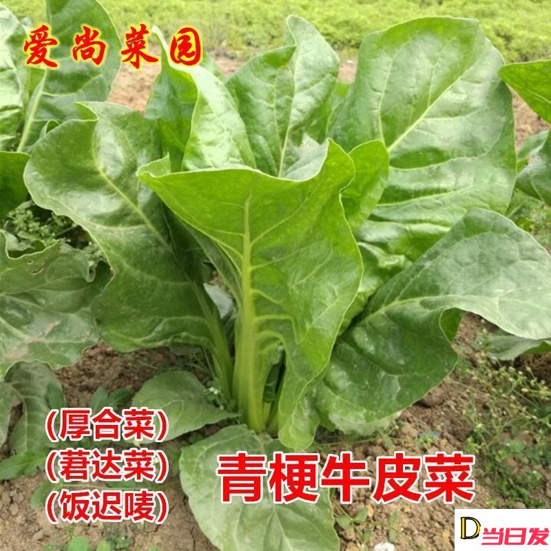 青梗牛皮菜种子大叶厚合