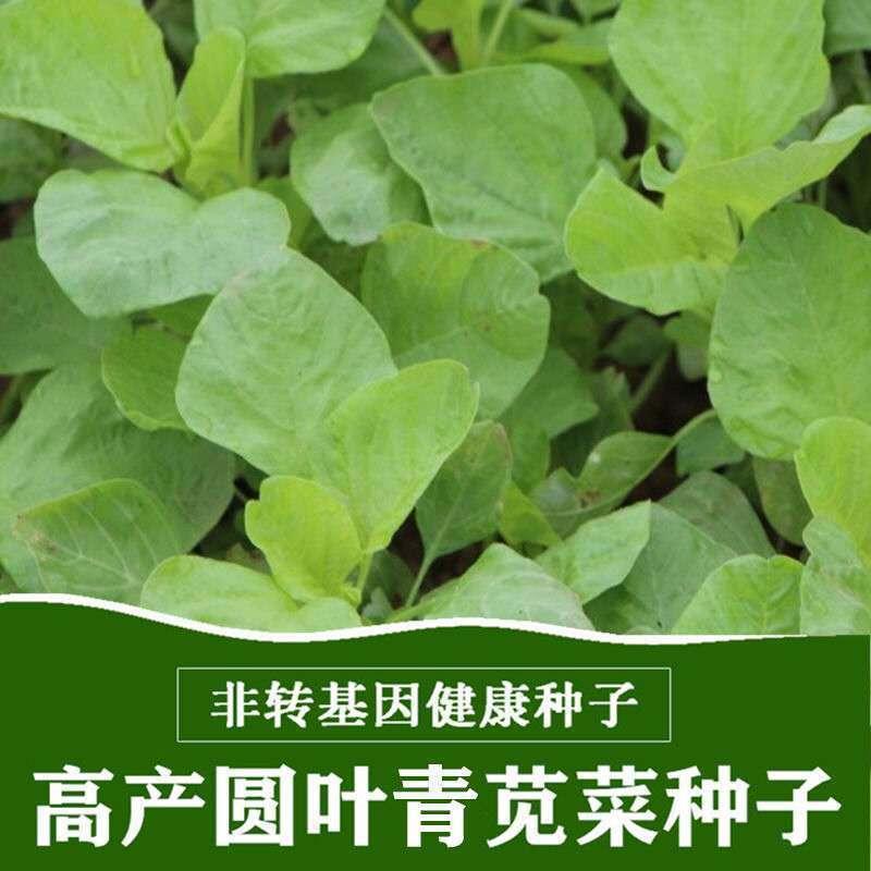 白圆叶苋菜种子耐热蔬春