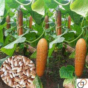 麻皮老黄瓜种子东北老黄瓜种子瓜果蔬菜粗壮麻纹果实可煲汤 拌菜