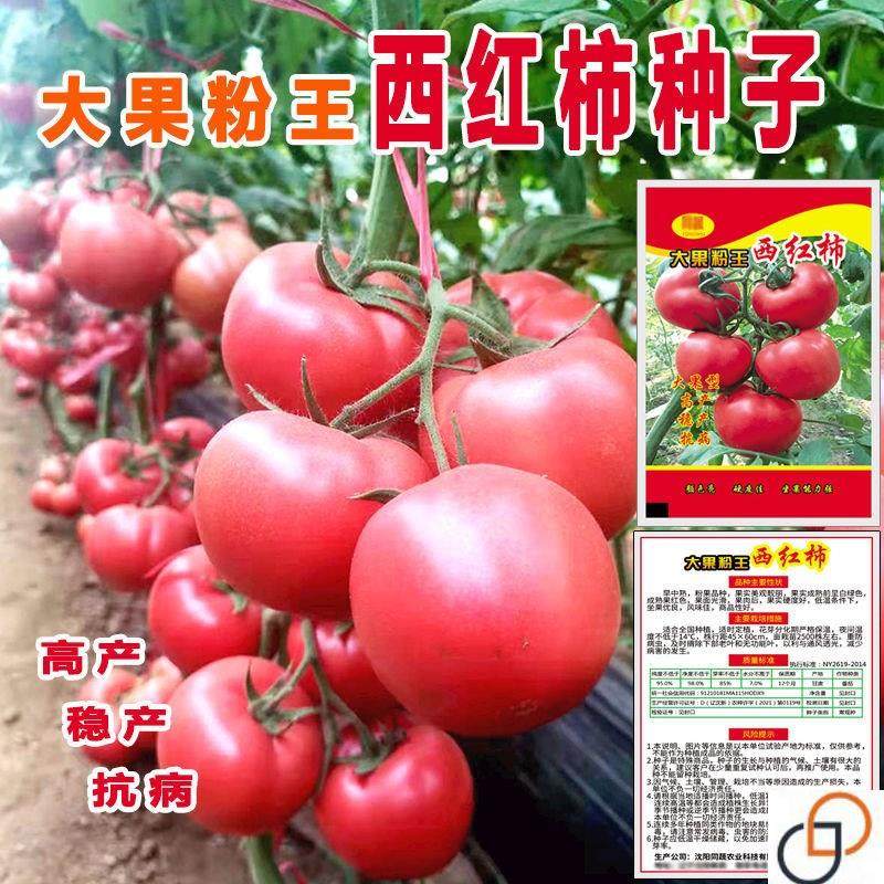 西红柿种子番茄大全特大