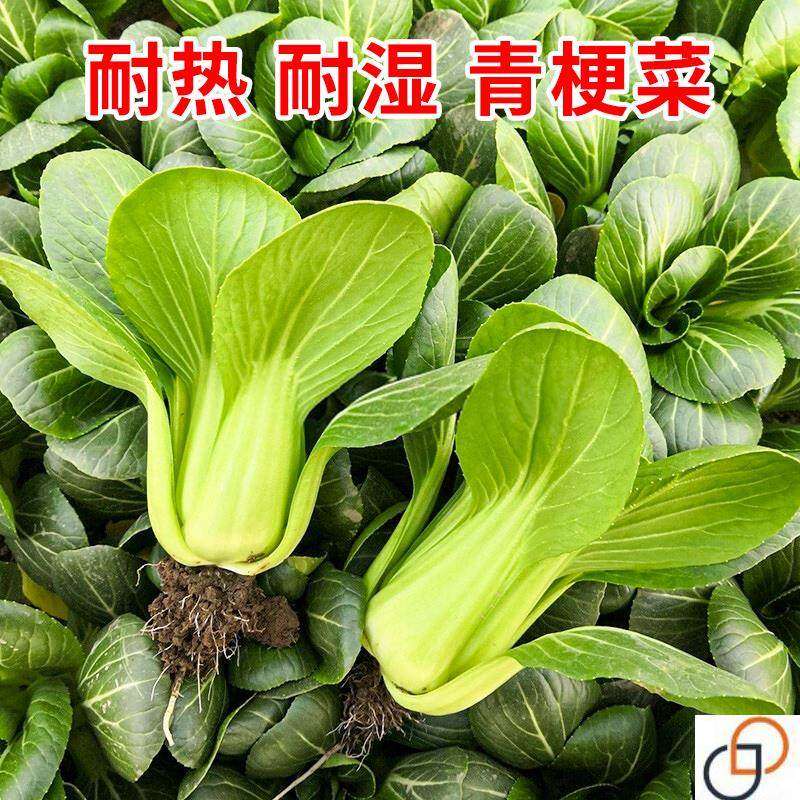 耐热耐湿青梗菜小白菜油菜四季播阳台盆栽蔬菜孑种子种籽夏季青菜,农用物资,蔬菜种子/种苗,淘宝优惠券,粉丝福利购,淘宝优惠卷