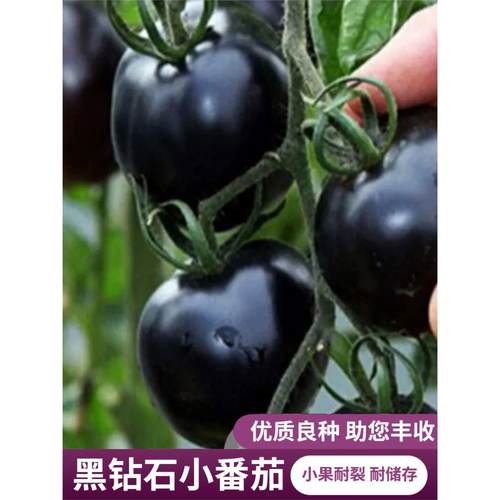 黑钻石小番茄种子阳台盆