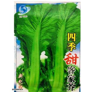 四季客家芥菜种子正宗甜芥菜大宽叶夏秋农家菜园青菜原装蔬菜种籽