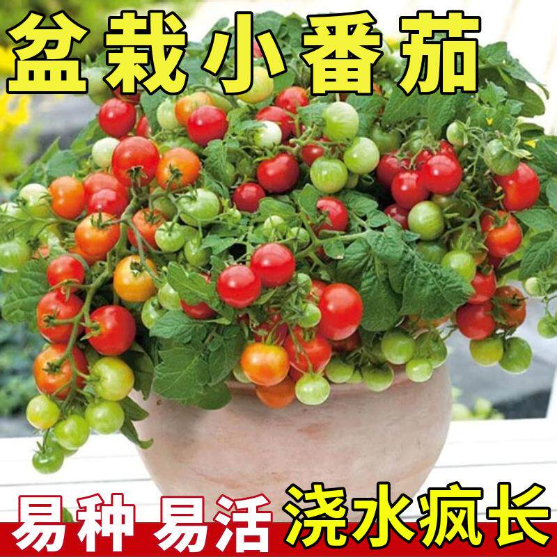矮生盆栽樱桃小番茄种子