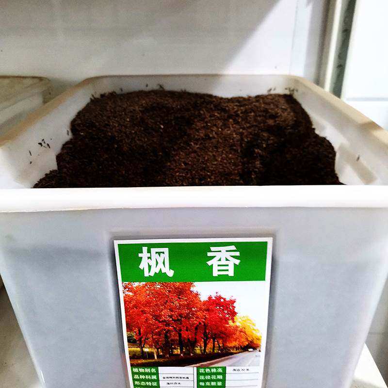 枫香种子林木种籽国产散装四季多年生景观绿化工程观叶种孑,农用物资,蔬菜种子/种苗,淘宝优惠券,粉丝福利购,淘宝优惠卷