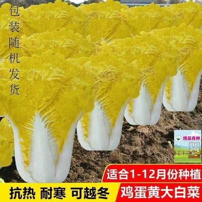 鸡蛋黄奶油大白菜种子真