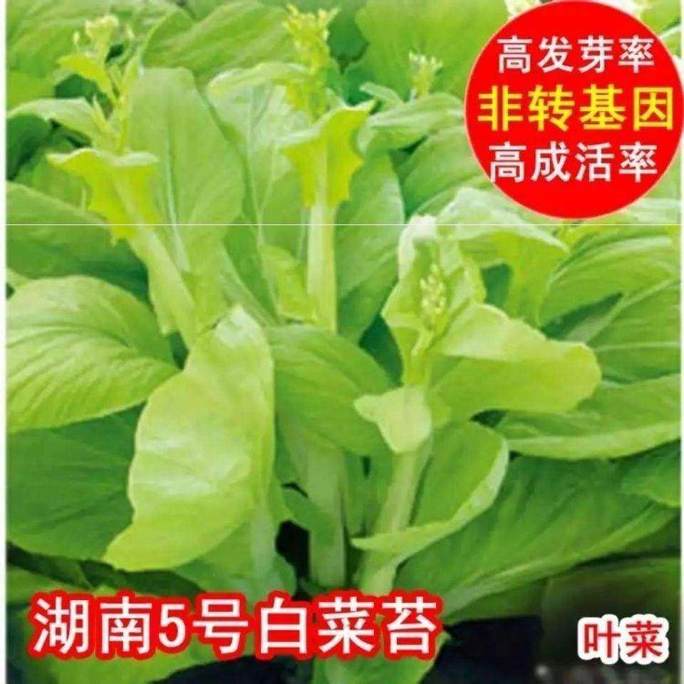 早熟白菜苔种籽白菜心种子香甜早白菜苔菜种阳台庭院蔬菜四季种植,农用物资,蔬菜种子/种苗,淘宝优惠券,粉丝福利购,淘宝优惠卷