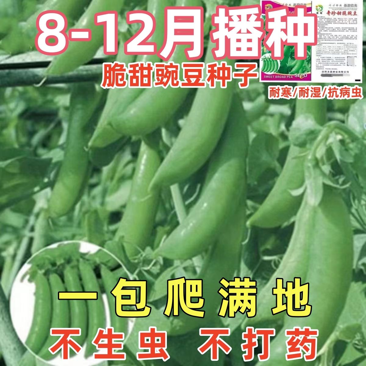 脆甜豌豆种子无须尖水果