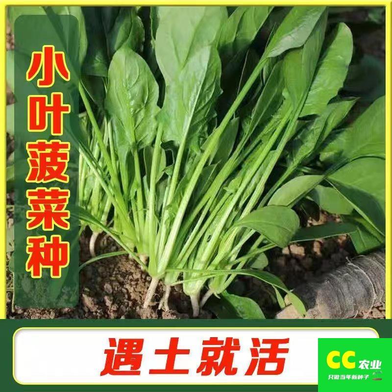 小尖叶本地土菠菜种子农