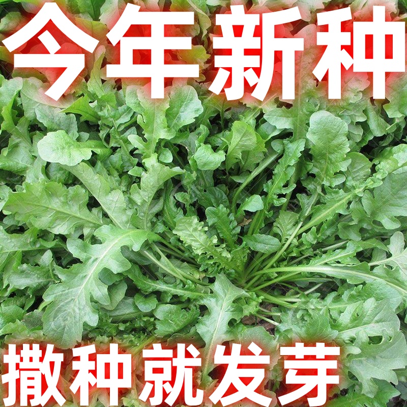 野生荠菜种子春冬季耐热