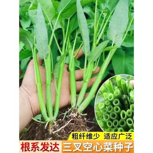 【今年新种】三叉空心菜