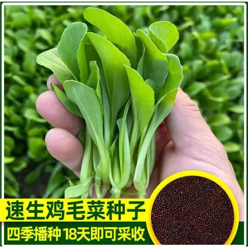鸡毛菜种子种籽18天四季