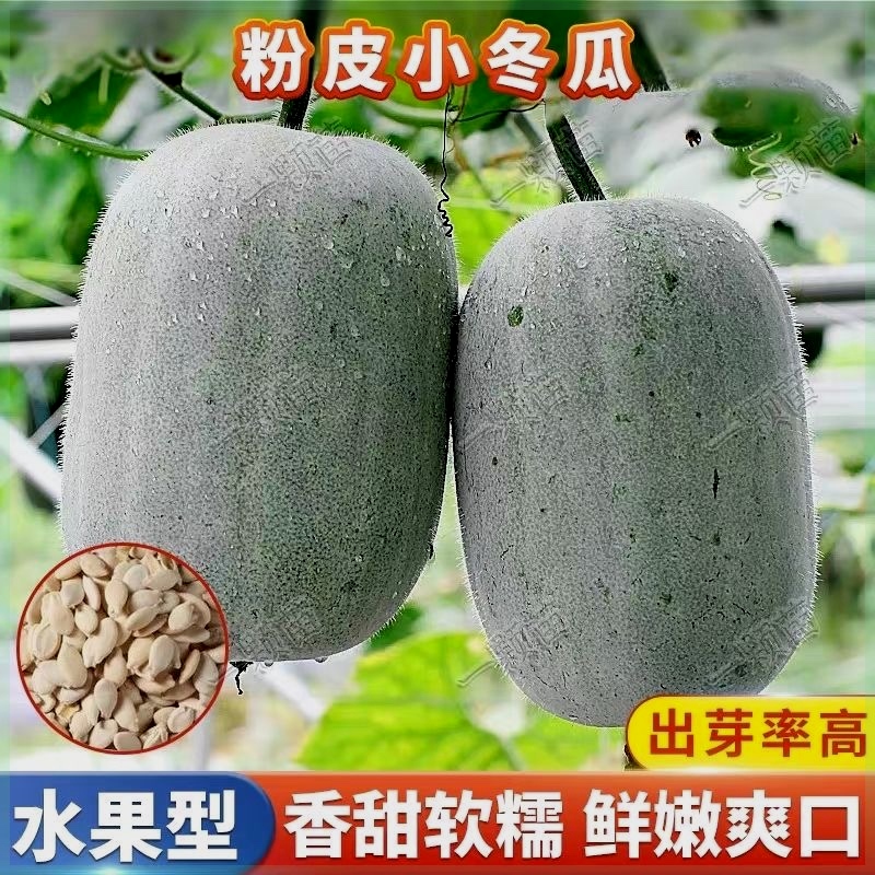 香港小冬瓜种子早春季秋