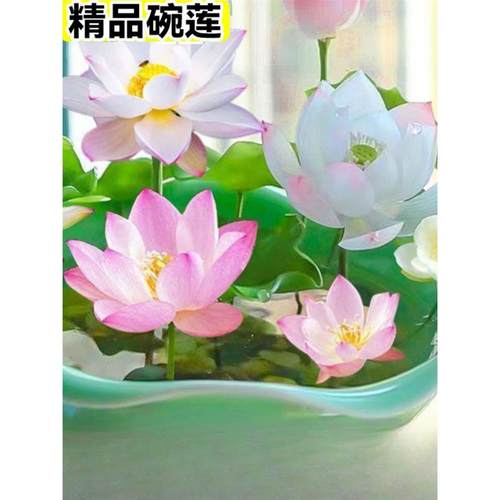 碗莲种开花水培水养绿植