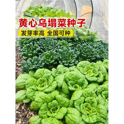 黄心乌塌菜种孑耐寒黄金