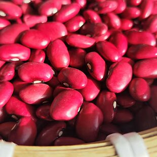 【绝版老种】五六十年代自留种红芸豆试吃试种两用 天然农家爆款