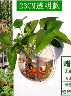 Acrylic wall hydroponic money plant pot bottles of wall